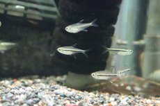 画像5: 【淡水魚】【通販】ゴールデンオレンジラインテトラ ペルー産 ワルド【1匹】（珍カラ）（生体）（淡水）NKCK (5)