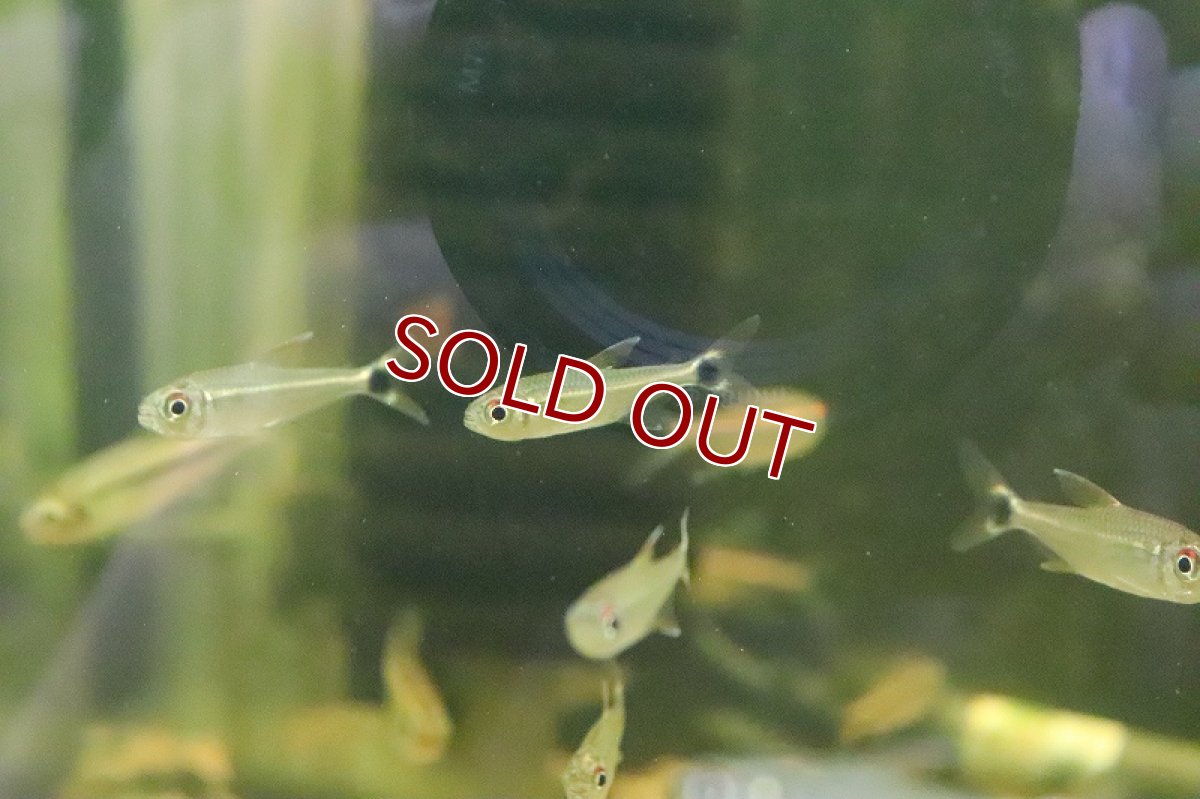 画像2: 【淡水魚】レア種 プラタプレートテトラ ウルプ産 ワイルド【1匹】（珍カラ）（生体）（淡水）NKCK (2)