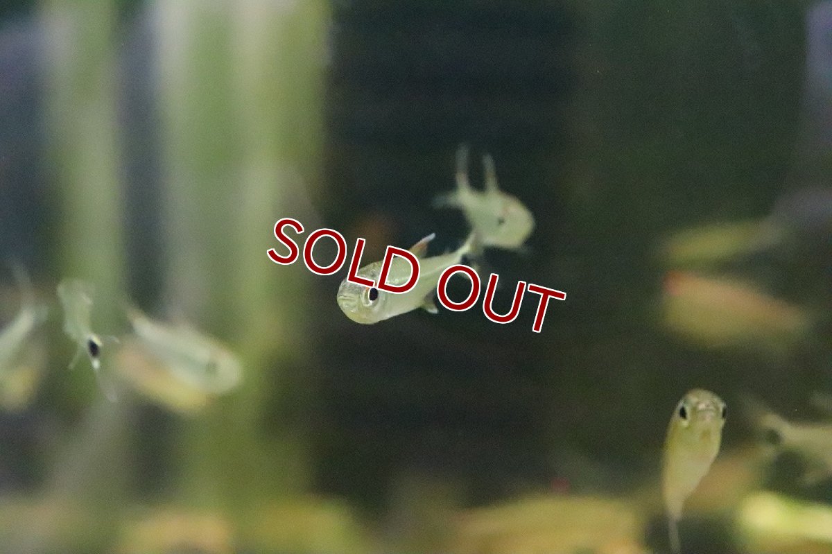 画像3: 【淡水魚】レア種 プラタプレートテトラ ウルプ産 ワイルド【1匹】（珍カラ）（生体）（淡水）NKCK (3)