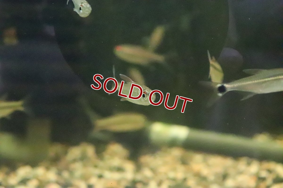 画像4: 【淡水魚】レア種 プラタプレートテトラ ウルプ産 ワイルド【1匹】（珍カラ）（生体）（淡水）NKCK (4)