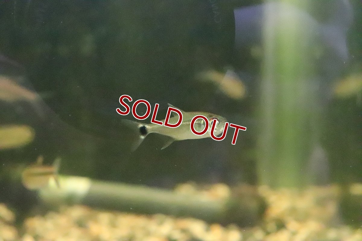 画像5: 【淡水魚】レア種 プラタプレートテトラ ウルプ産 ワイルド【1匹】（珍カラ）（生体）（淡水）NKCK (5)