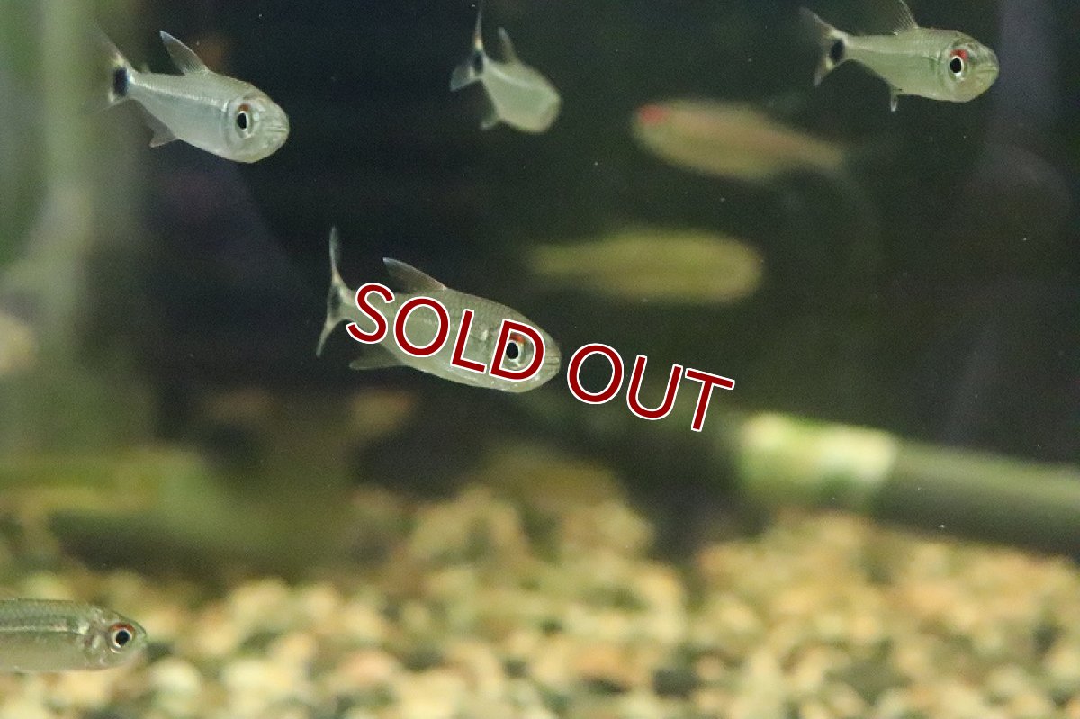 画像6: 【淡水魚】レア種 プラタプレートテトラ ウルプ産 ワイルド【1匹】（珍カラ）（生体）（淡水）NKCK (6)