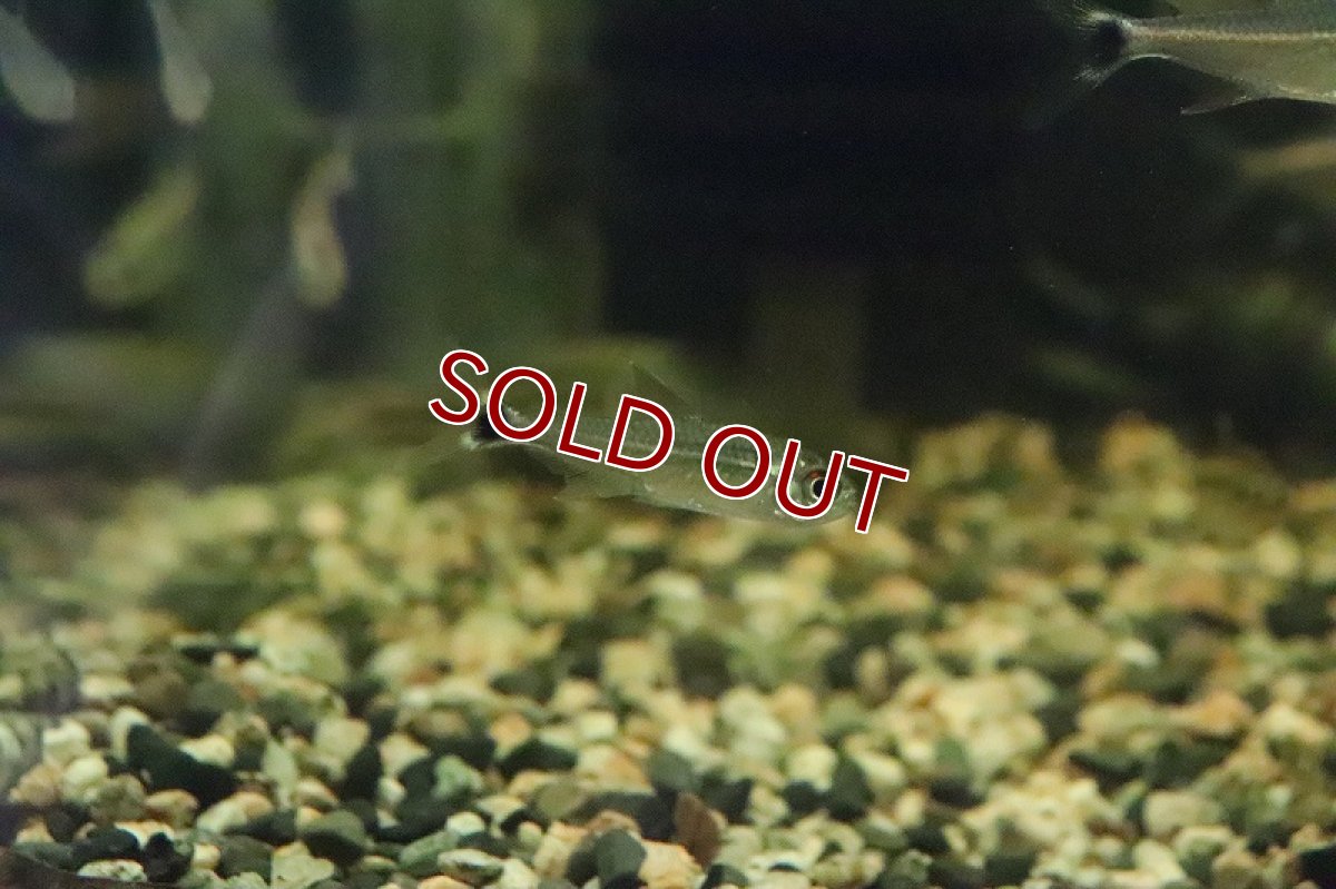 画像7: 【淡水魚】レア種 プラタプレートテトラ ウルプ産 ワイルド【1匹】（珍カラ）（生体）（淡水）NKCK (7)