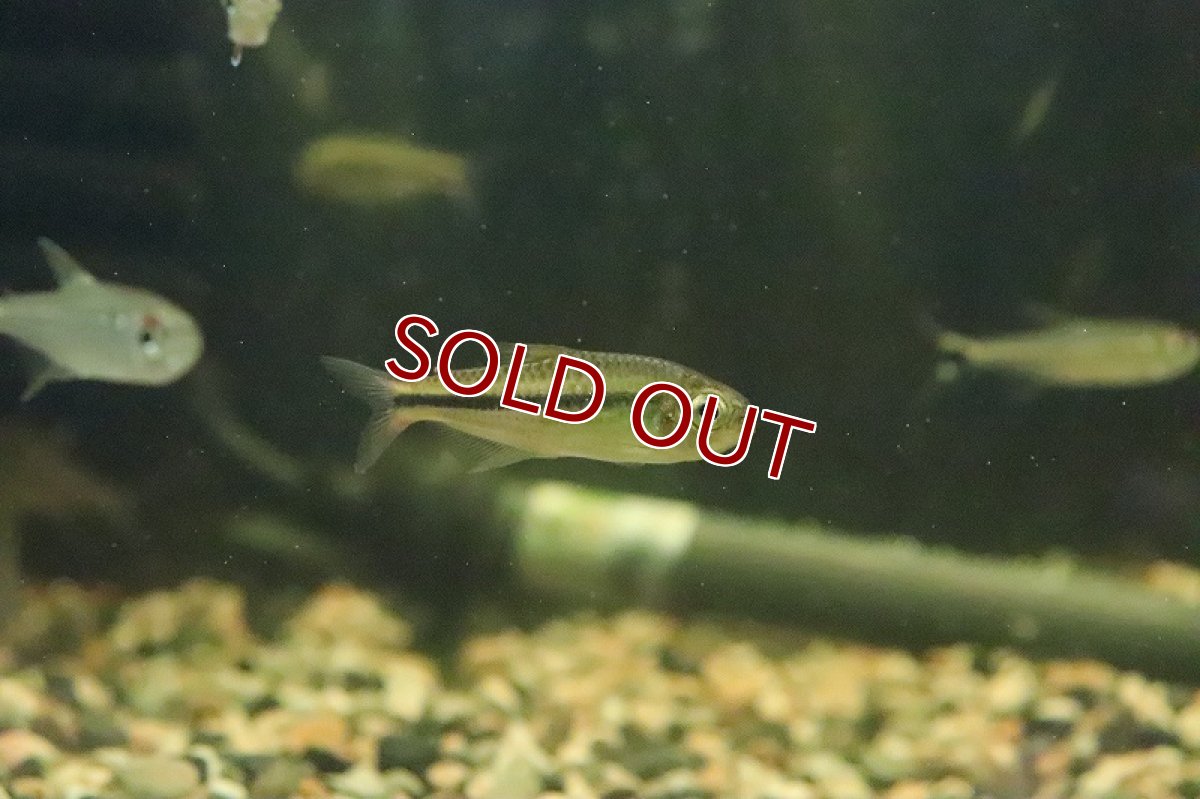 画像2: 【淡水魚】数量限定激安 激レア種 ブラックラインシャラックテトラ サンタレン産 ワイルド【1匹 サンプル画像】（珍カラ）（生体）（淡水）NKCK (2)