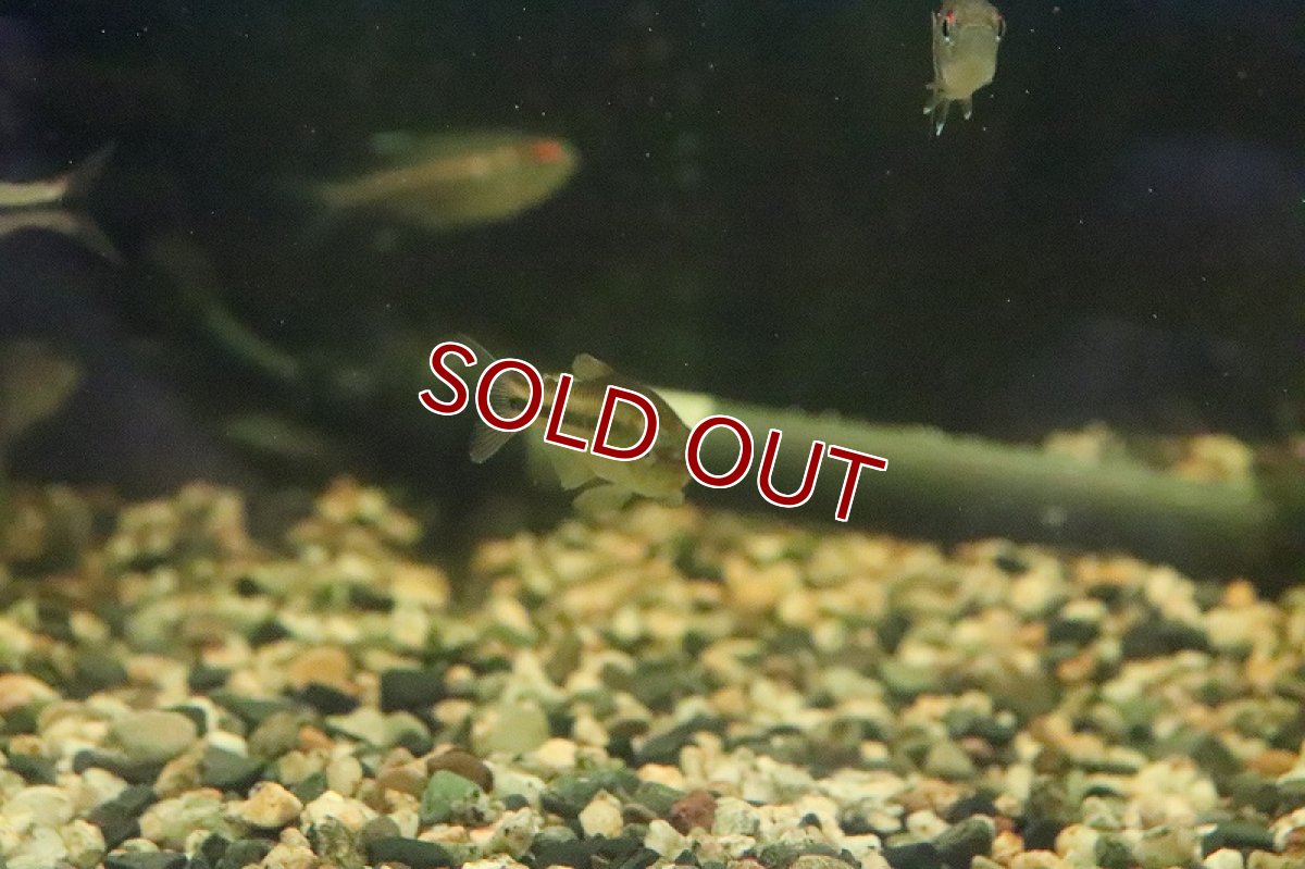 画像3: 【淡水魚】数量限定激安 激レア種 ブラックラインシャラックテトラ サンタレン産 ワイルド【1匹 サンプル画像】（珍カラ）（生体）（淡水）NKCK (3)