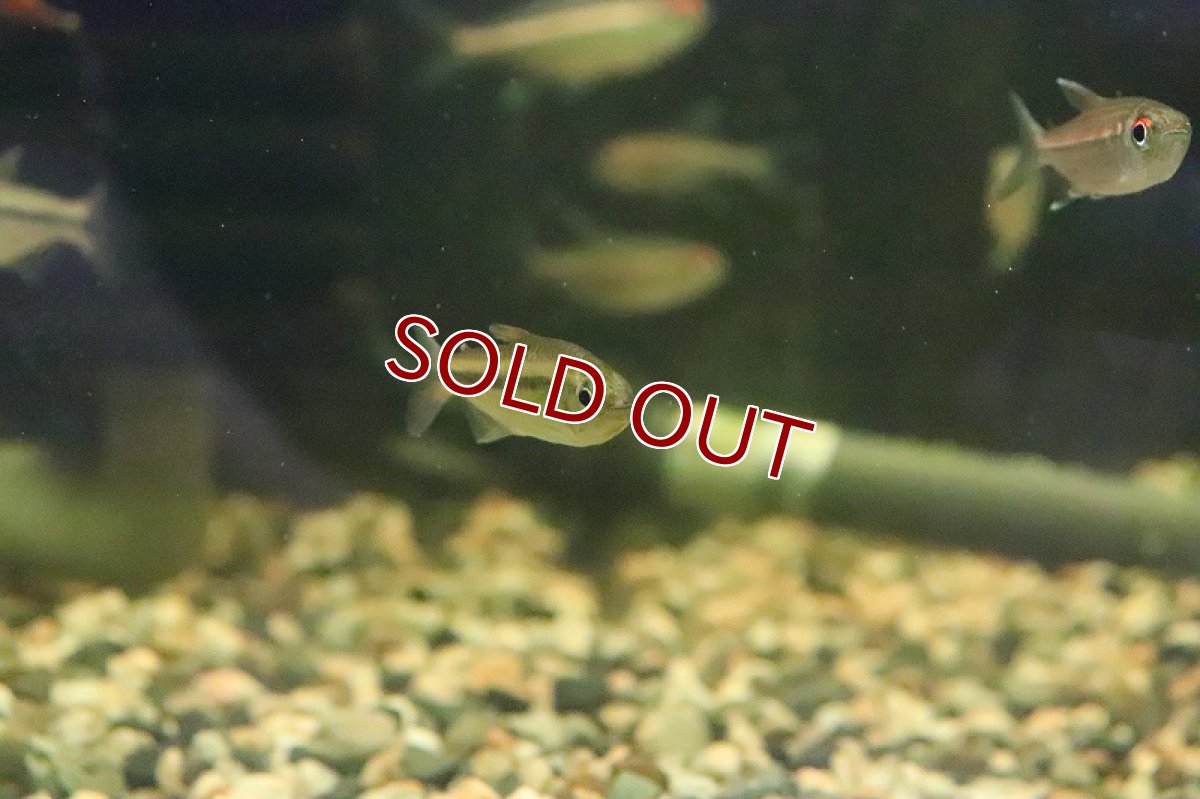 画像4: 【淡水魚】数量限定激安 激レア種 ブラックラインシャラックテトラ サンタレン産 ワイルド【1匹 サンプル画像】（珍カラ）（生体）（淡水）NKCK (4)