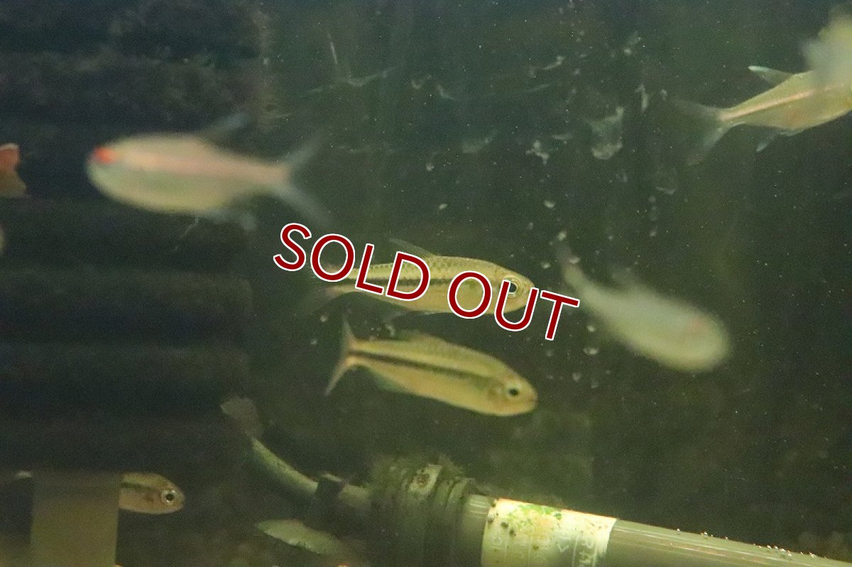 画像5: 【淡水魚】数量限定激安 激レア種 ブラックラインシャラックテトラ サンタレン産 ワイルド【1匹 サンプル画像】（珍カラ）（生体）（淡水）NKCK (5)