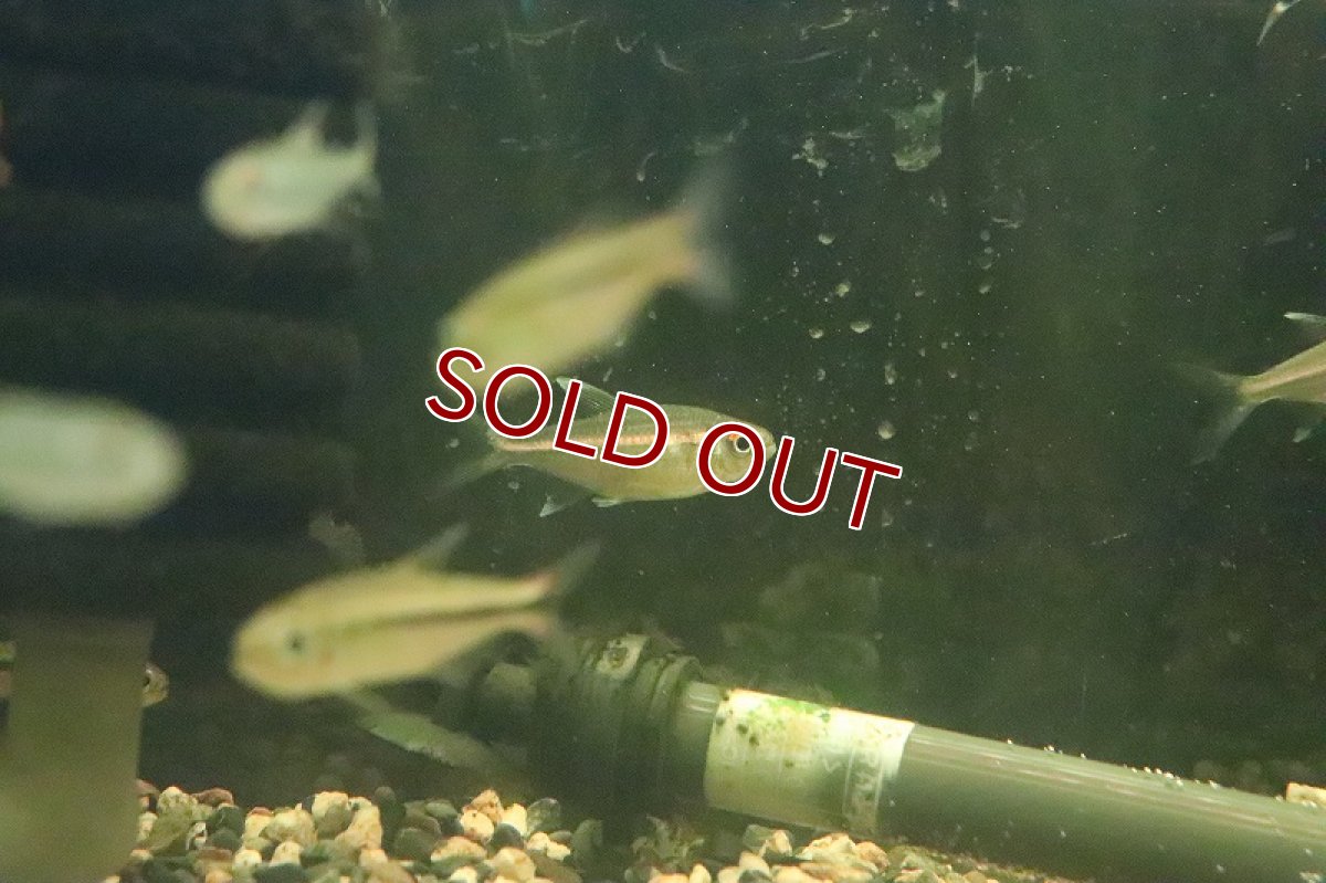 画像2: 【ウィンターセール 10％OFF対象商品】【淡水魚】【通販】特価 ピンキーテトラ ワイルド【1匹 サンプル画像】（珍カラ）（生体）（淡水）NKCK (2)