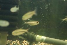 画像2: 【淡水魚】【通販】激安 ピンキーテトラ ワイルド【1匹 サンプル画像】（珍カラ）（生体）（淡水）NKCK (2)