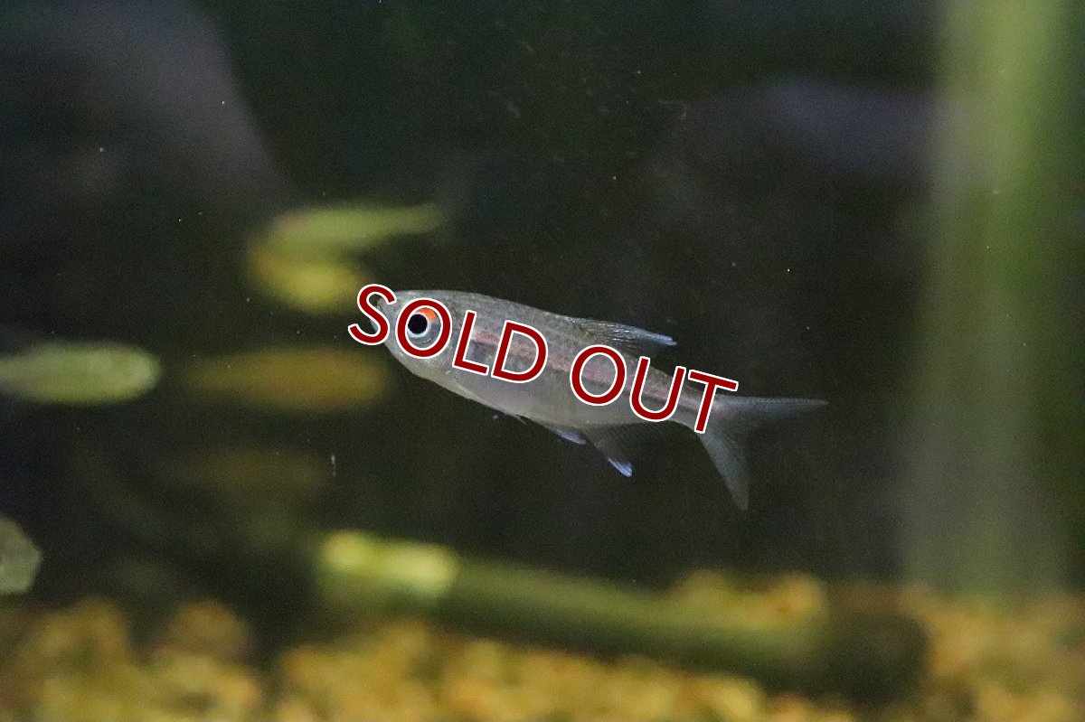 画像3: 【ウィンターセール 10％OFF対象商品】【淡水魚】【通販】特価 ピンキーテトラ ワイルド【1匹 サンプル画像】（珍カラ）（生体）（淡水）NKCK (3)