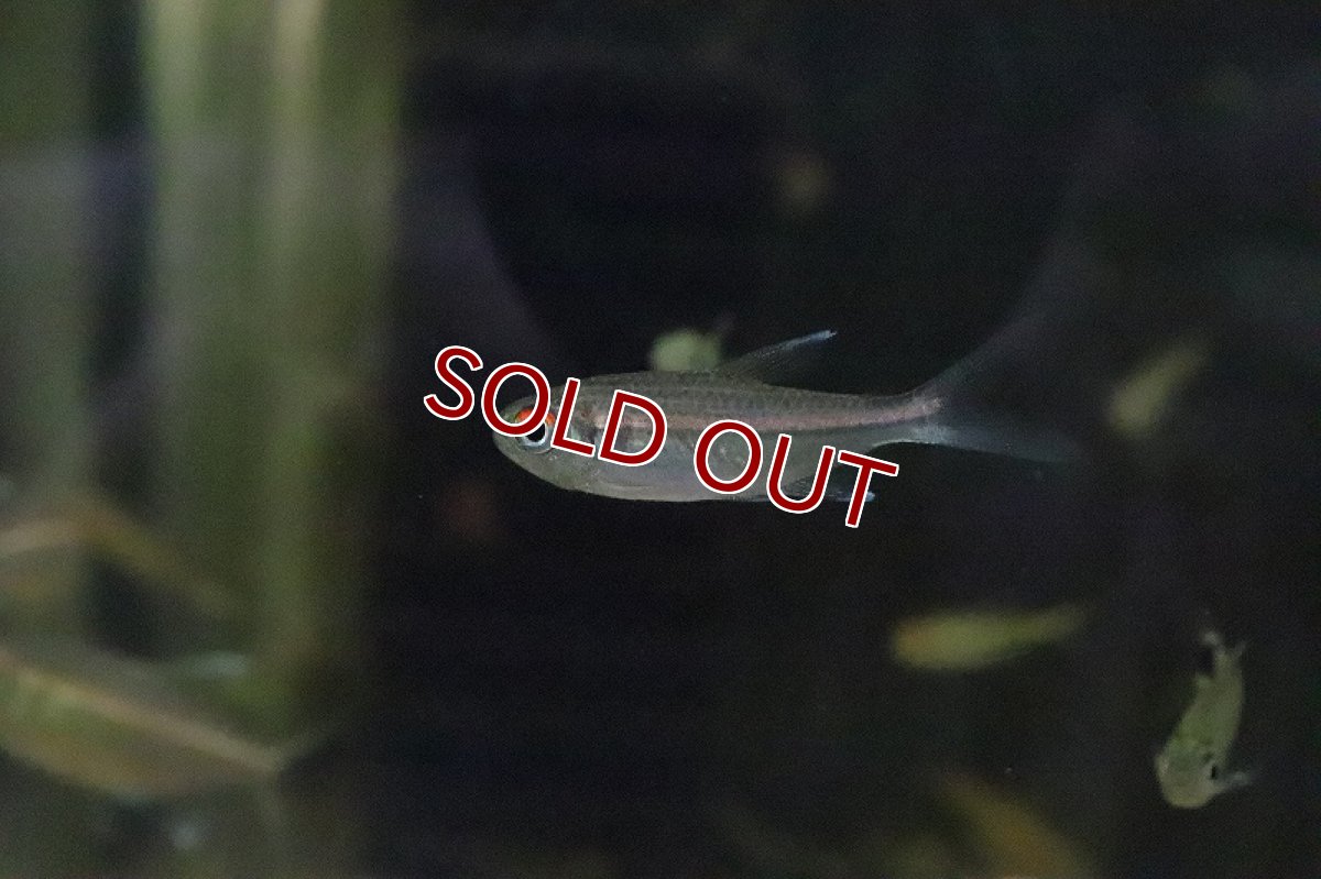 画像4: 【ウィンターセール 10％OFF対象商品】【淡水魚】【通販】特価 ピンキーテトラ ワイルド【1匹 サンプル画像】（珍カラ）（生体）（淡水）NKCK (4)