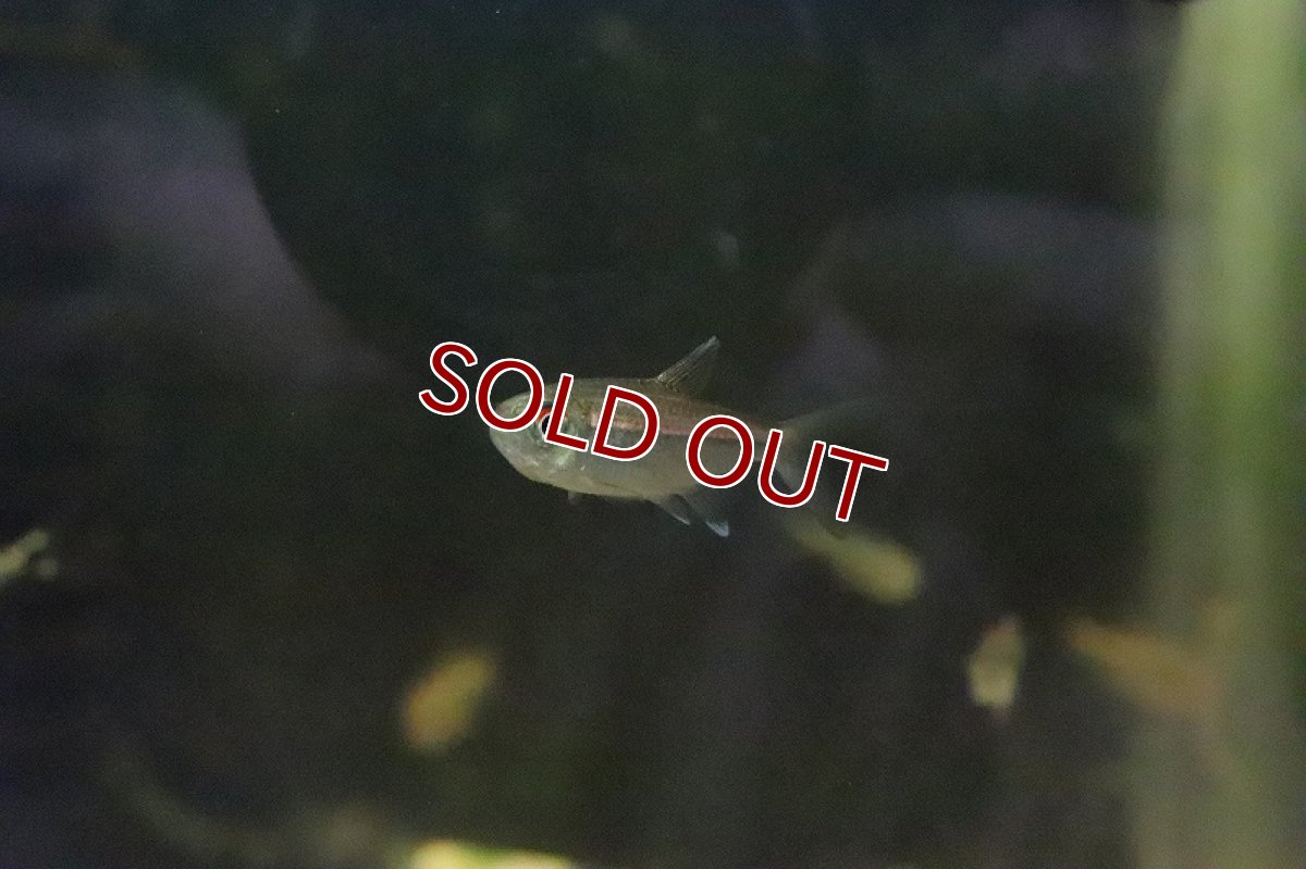 画像5: 【ウィンターセール 10％OFF対象商品】【淡水魚】【通販】特価 ピンキーテトラ ワイルド【1匹 サンプル画像】（珍カラ）（生体）（淡水）NKCK (5)