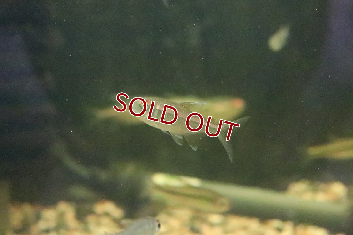 画像6: 【ウィンターセール 10％OFF対象商品】【淡水魚】【通販】特価 ピンキーテトラ ワイルド【1匹 サンプル画像】（珍カラ）（生体）（淡水）NKCK (6)