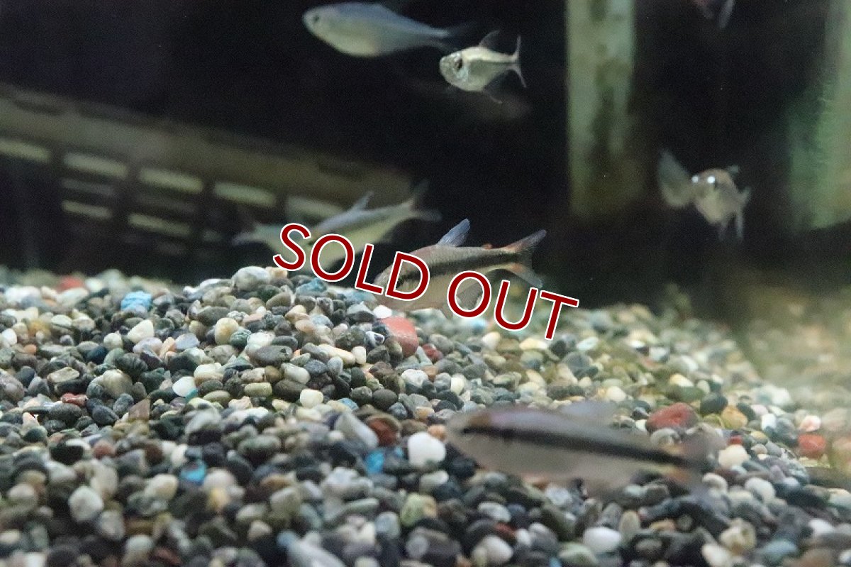 画像2: 【淡水魚】色揚がり ブルーリボンテトラ III ワイルド【1匹】（珍カラ）（生体）（淡水）NKCK (2)