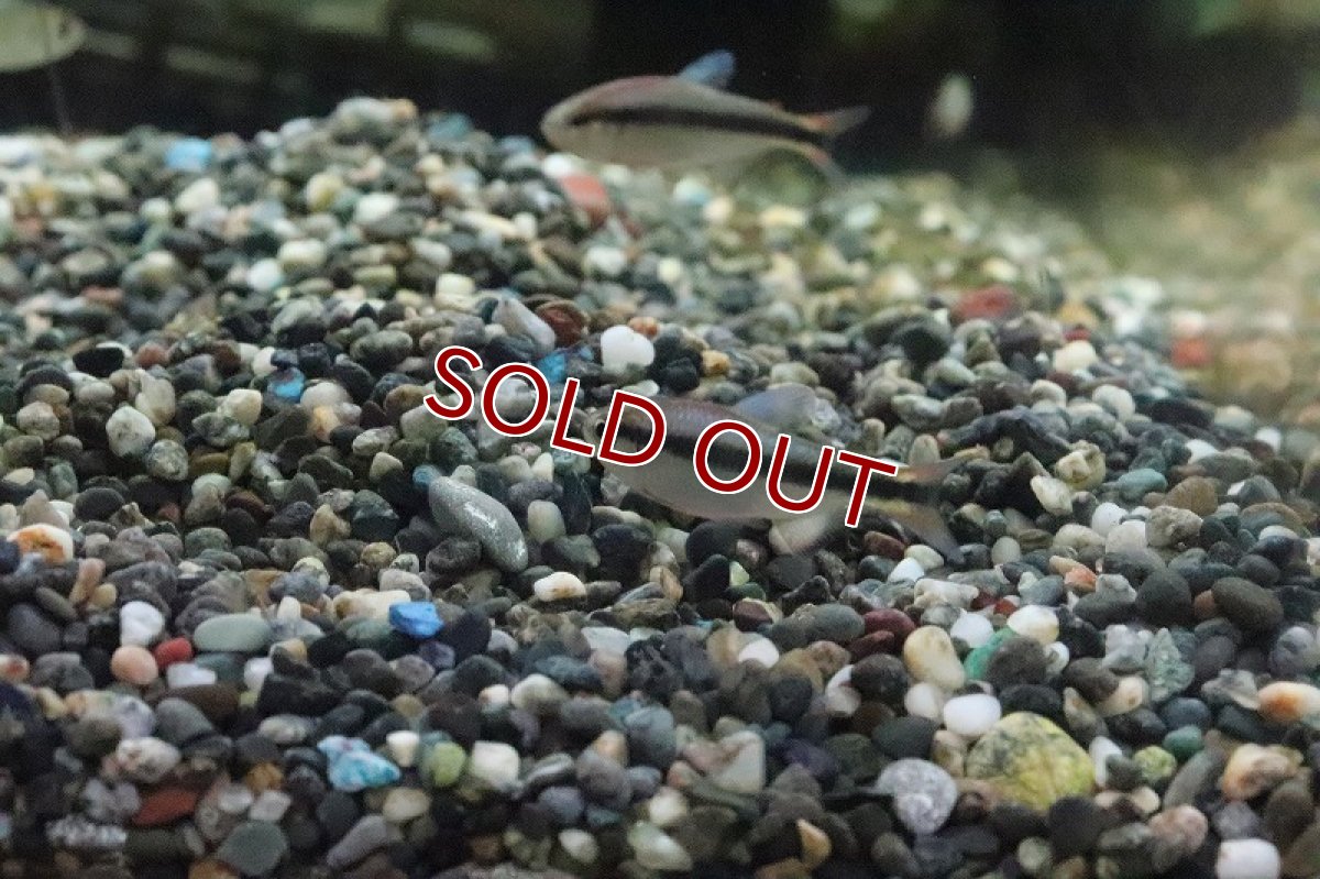 画像3: 【淡水魚】色揚がり ブルーリボンテトラ III ワイルド【1匹】（珍カラ）（生体）（淡水）NKCK (3)