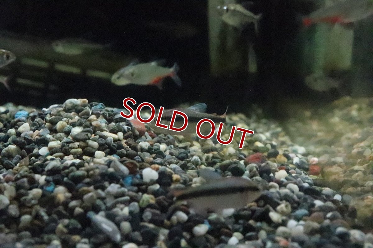 画像4: 【淡水魚】色揚がり ブルーリボンテトラ III ワイルド【1匹】（珍カラ）（生体）（淡水）NKCK (4)