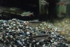 画像4: 【淡水魚】【通販】色揚がり ブルーリボンテトラ III ワイルド【1匹】（珍カラ）（生体）（淡水）NKCK (4)