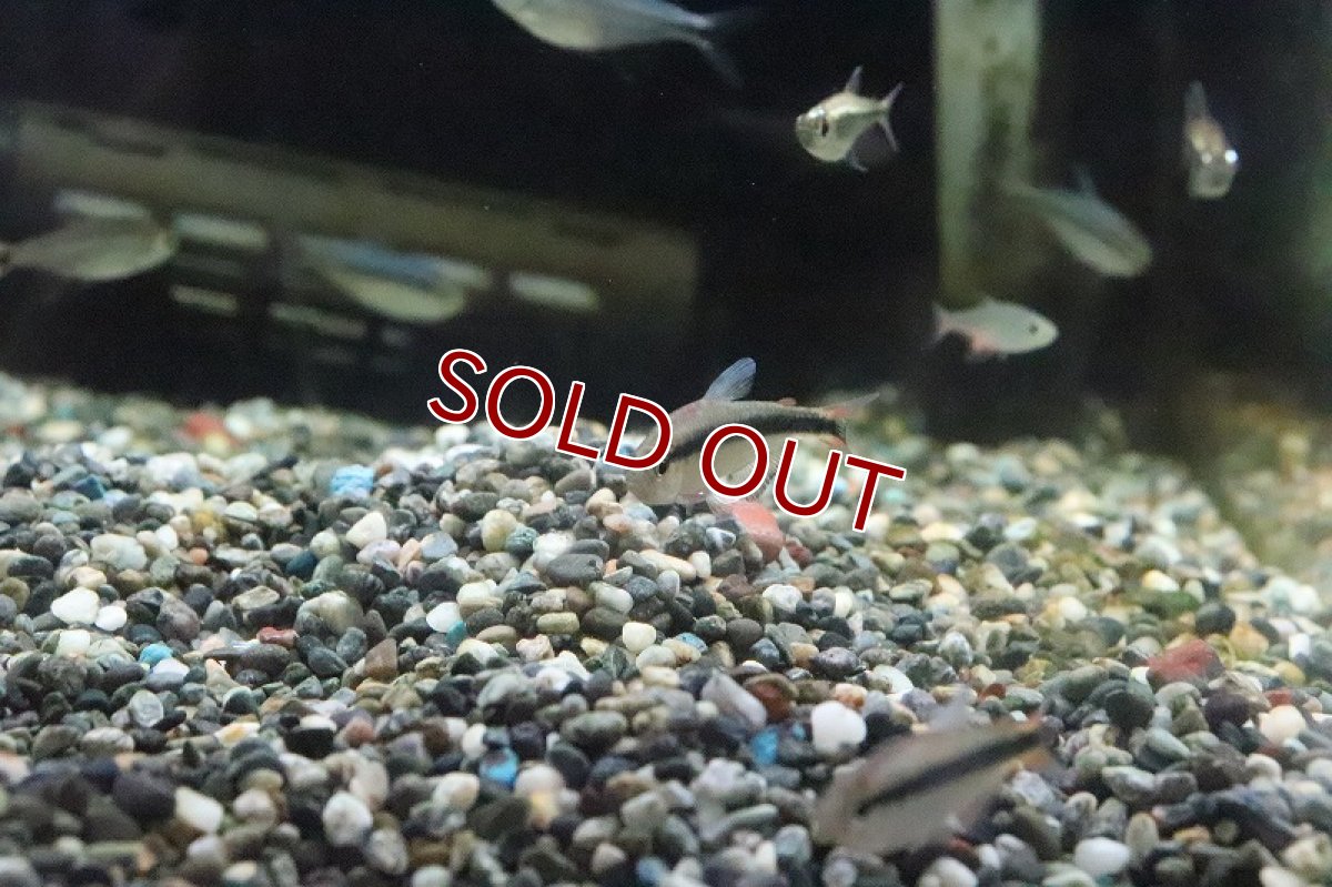 画像5: 【淡水魚】色揚がり ブルーリボンテトラ III ワイルド【1匹】（珍カラ）（生体）（淡水）NKCK (5)