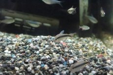 画像5: 【淡水魚】【通販】色揚がり ブルーリボンテトラ III ワイルド【1匹】（珍カラ）（生体）（淡水）NKCK (5)