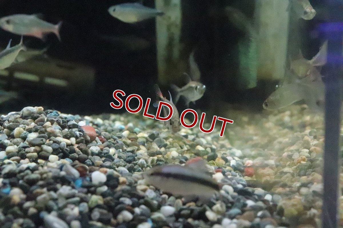 画像6: 【淡水魚】色揚がり ブルーリボンテトラ III ワイルド【1匹】（珍カラ）（生体）（淡水）NKCK (6)