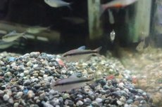 画像7: 【淡水魚】【通販】色揚がり ブルーリボンテトラ III ワイルド【1匹】（珍カラ）（生体）（淡水）NKCK (7)