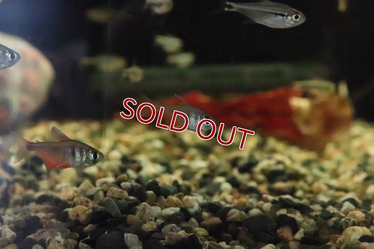 画像2: 【淡水魚】【通販】かなり久々 フレームテトラ リオデジャネイロ産 ワイルド1匹 サンプル画像(珍カラ)(生体)(熱帯魚)ＮＫＣＫ (2)
