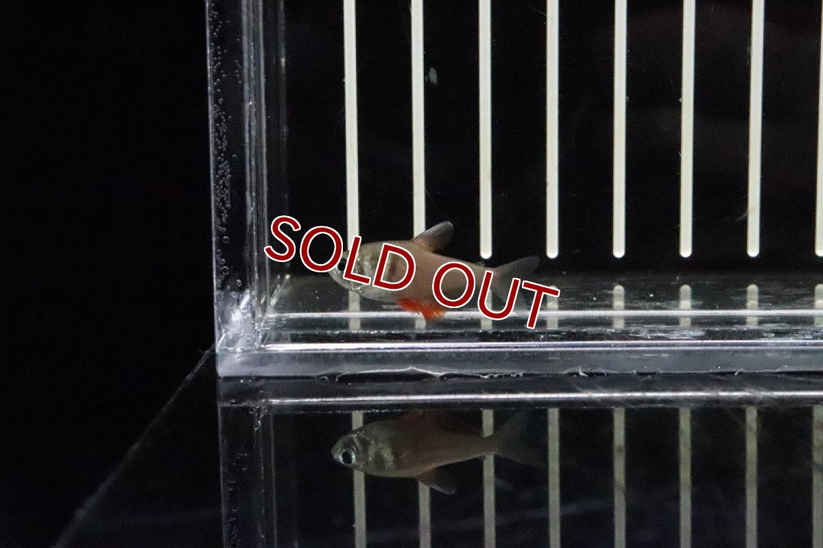 画像3: 【淡水魚】【通販】かなり久々 フレームテトラ リオデジャネイロ産 ワイルド1匹 サンプル画像(珍カラ)(生体)(熱帯魚)ＮＫＣＫ (3)