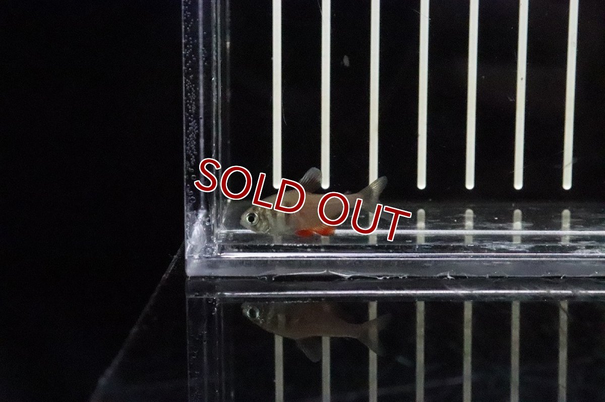 画像4: 【淡水魚】【通販】かなり久々 フレームテトラ リオデジャネイロ産 ワイルド1匹 サンプル画像(珍カラ)(生体)(熱帯魚)ＮＫＣＫ (4)