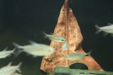 画像2: 【淡水魚】【通販】タイプ違い? ゴールデンコンゴテトラ kwilu産 ワイルド【１匹】(珍カラ)(生体)(熱帯魚)ＮＫＣＫ (2)