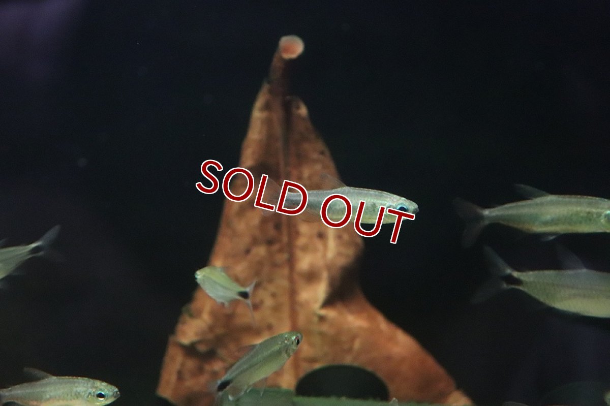 画像3: 【淡水魚】タイプ違い? ゴールデンコンゴテトラ kwilu産 ワイルド【1匹】(珍カラ)(生体)(熱帯魚)NKCK (3)