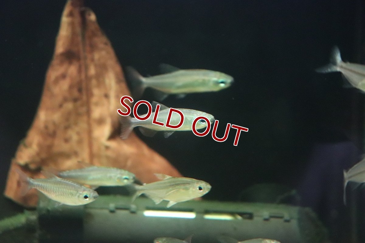 画像4: 【淡水魚】タイプ違い? ゴールデンコンゴテトラ kwilu産 ワイルド【1匹】(珍カラ)(生体)(熱帯魚)NKCK (4)