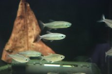 画像4: 【淡水魚】【通販】タイプ違い? ゴールデンコンゴテトラ kwilu産 ワイルド【１匹】(珍カラ)(生体)(熱帯魚)ＮＫＣＫ (4)