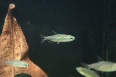 画像5: 【淡水魚】【通販】タイプ違い? ゴールデンコンゴテトラ kwilu産 ワイルド【１匹】(珍カラ)(生体)(熱帯魚)ＮＫＣＫ (5)