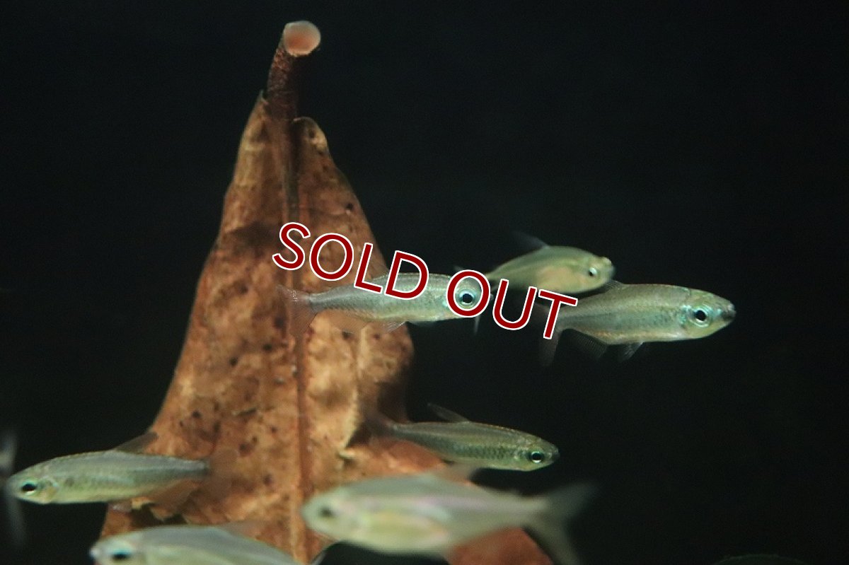 画像6: 【淡水魚】タイプ違い? ゴールデンコンゴテトラ kwilu産 ワイルド【1匹】(珍カラ)(生体)(熱帯魚)NKCK (6)