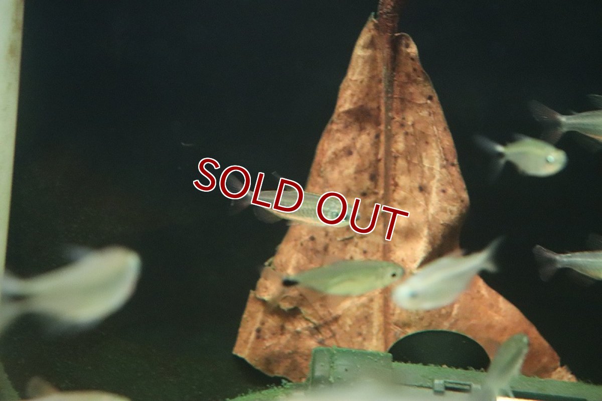 画像7: 【淡水魚】タイプ違い? ゴールデンコンゴテトラ kwilu産 ワイルド【1匹】(珍カラ)(生体)(熱帯魚)NKCK (7)