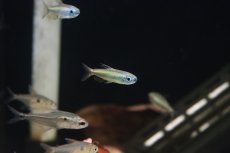 画像1: 【淡水魚】【通販】ゴールデンコンゴテトラ lefini産 ワイルド【1匹 サンプル画像】(珍カラ)(生体)(熱帯魚)ＮＫＣＫ (1)