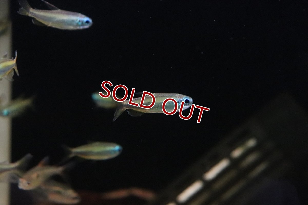 画像2: 【淡水魚】【通販】ゴールデンコンゴテトラ lefini産 ワイルド【1匹 サンプル画像】(珍カラ)(生体)(熱帯魚)ＮＫＣＫ (2)