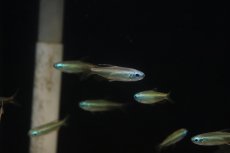 画像3: 【淡水魚】【通販】ゴールデンコンゴテトラ lefini産 ワイルド【1匹 サンプル画像】(珍カラ)(生体)(熱帯魚)ＮＫＣＫ (3)