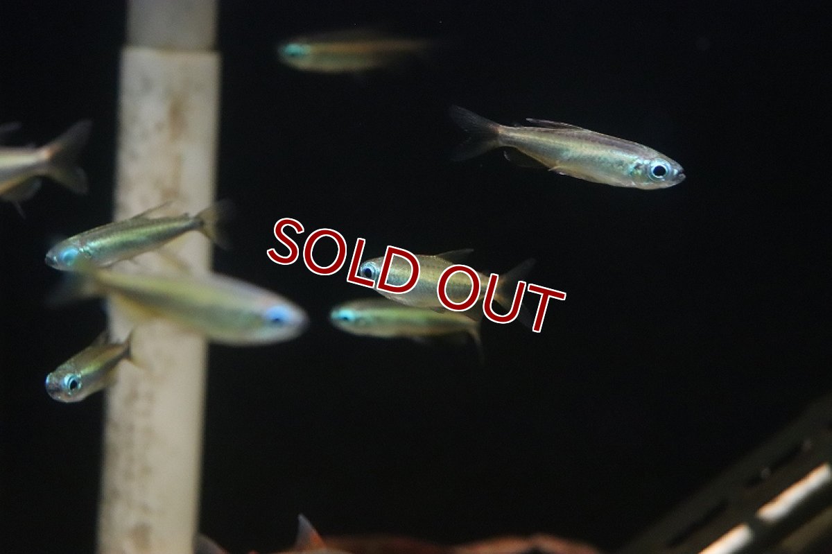 画像4: 【淡水魚】【通販】ゴールデンコンゴテトラ lefini産 ワイルド【1匹 サンプル画像】(珍カラ)(生体)(熱帯魚)ＮＫＣＫ (4)