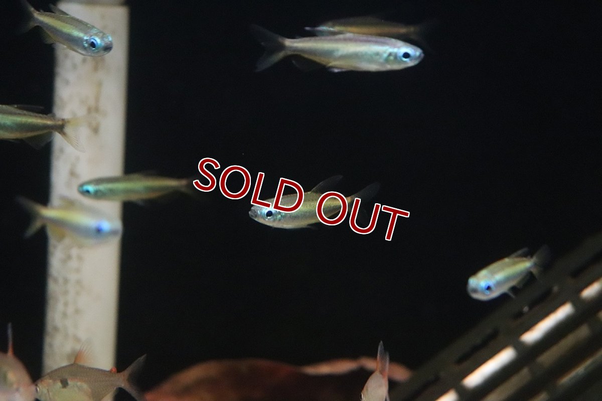 画像5: 【淡水魚】【通販】ゴールデンコンゴテトラ lefini産 ワイルド【1匹 サンプル画像】(珍カラ)(生体)(熱帯魚)ＮＫＣＫ (5)