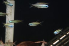 画像5: 【淡水魚】【通販】ゴールデンコンゴテトラ lefini産 ワイルド【1匹 サンプル画像】(珍カラ)(生体)(熱帯魚)ＮＫＣＫ (5)