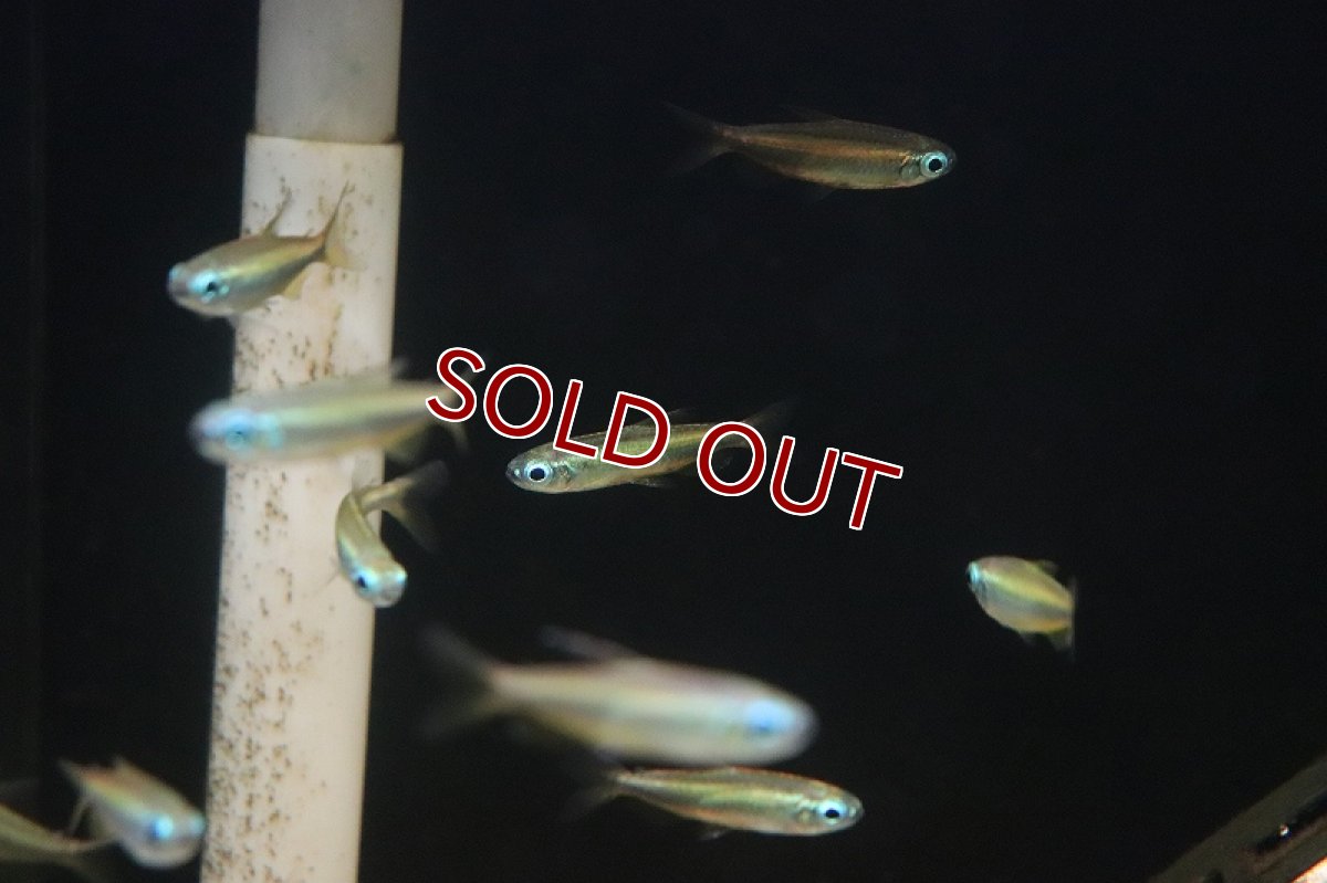 画像6: 【淡水魚】【通販】ゴールデンコンゴテトラ lefini産 ワイルド【1匹 サンプル画像】(珍カラ)(生体)(熱帯魚)ＮＫＣＫ (6)
