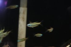 画像7: 【淡水魚】【通販】ゴールデンコンゴテトラ lefini産 ワイルド【1匹 サンプル画像】(珍カラ)(生体)(熱帯魚)ＮＫＣＫ (7)