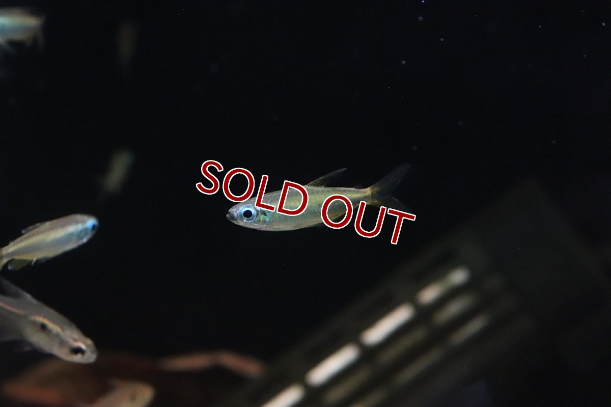 画像8: 【淡水魚】【通販】ゴールデンコンゴテトラ lefini産 ワイルド【1匹 サンプル画像】(珍カラ)(生体)(熱帯魚)ＮＫＣＫ (8)