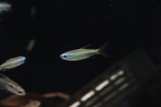 画像8: 【淡水魚】【通販】ゴールデンコンゴテトラ lefini産 ワイルド【1匹 サンプル画像】(珍カラ)(生体)(熱帯魚)ＮＫＣＫ (8)