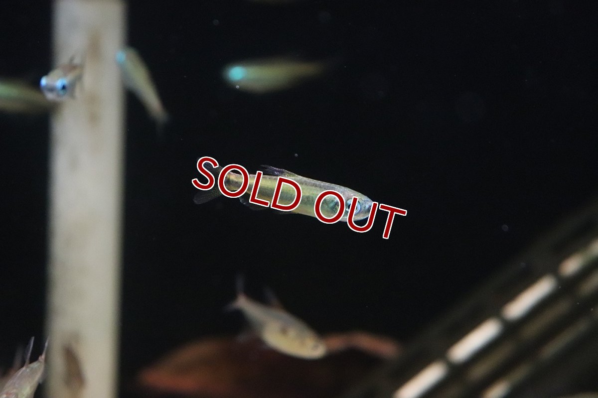 画像9: 【淡水魚】【通販】ゴールデンコンゴテトラ lefini産 ワイルド【1匹 サンプル画像】(珍カラ)(生体)(熱帯魚)ＮＫＣＫ (9)