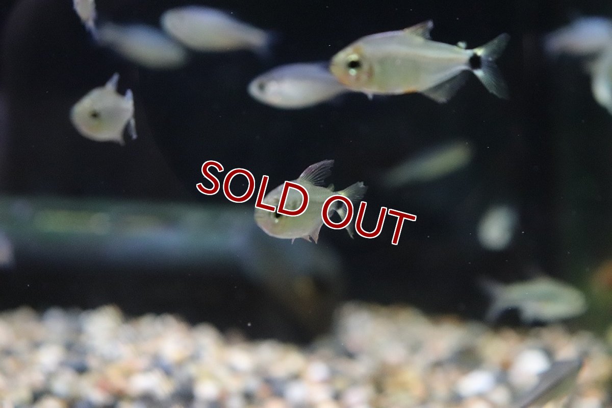 画像2: 【淡水魚】スーパーキティテトラ マットグロッソ産 ワイルド【1匹 サンプル画像】(珍カラ)(生体)(熱帯魚)ＮＫＣＫ (2)