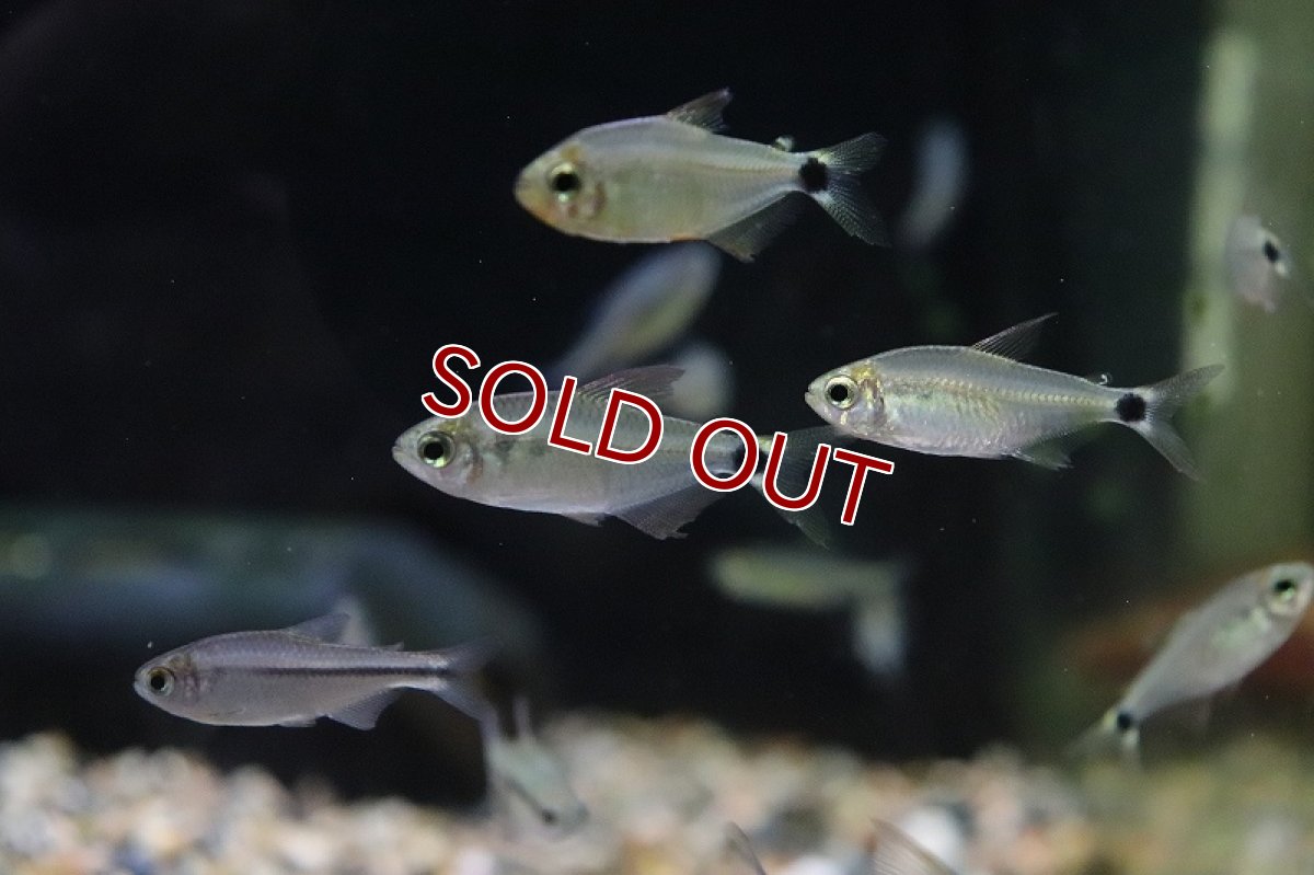 画像3: 【淡水魚】スーパーキティテトラ マットグロッソ産 ワイルド【1匹 サンプル画像】(珍カラ)(生体)(熱帯魚)ＮＫＣＫ (3)