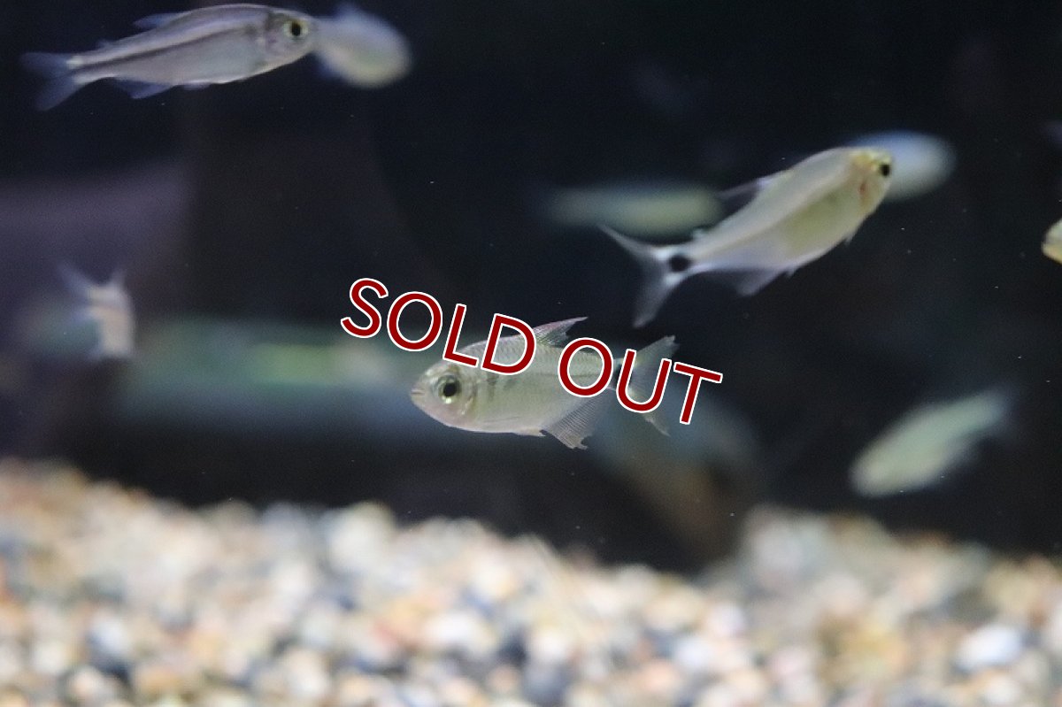 画像4: 【淡水魚】スーパーキティテトラ マットグロッソ産 ワイルド【1匹 サンプル画像】(珍カラ)(生体)(熱帯魚)ＮＫＣＫ (4)
