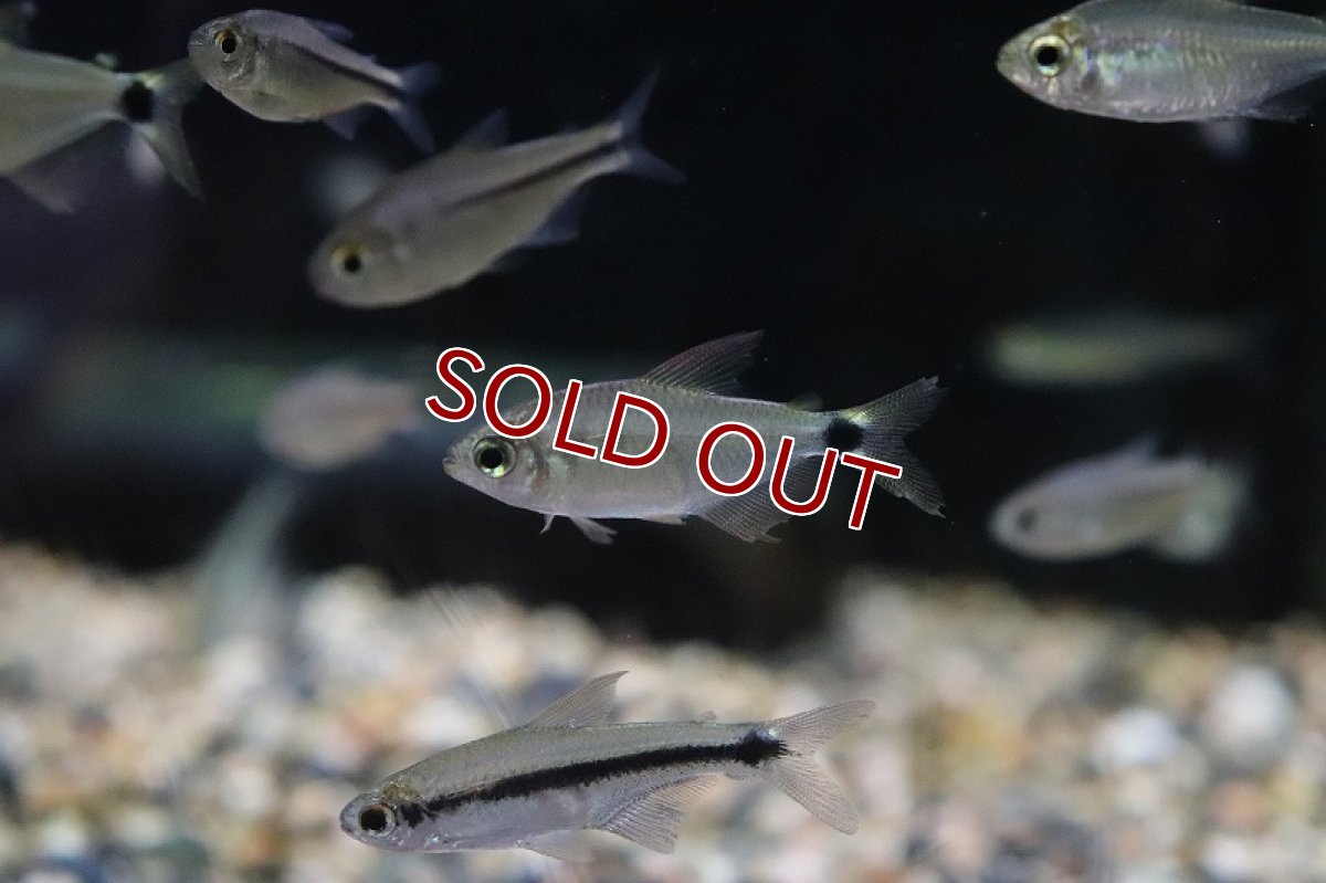 画像5: 【淡水魚】スーパーキティテトラ マットグロッソ産 ワイルド【1匹 サンプル画像】(珍カラ)(生体)(熱帯魚)ＮＫＣＫ (5)